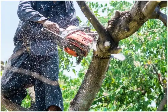 tree services Toquerville